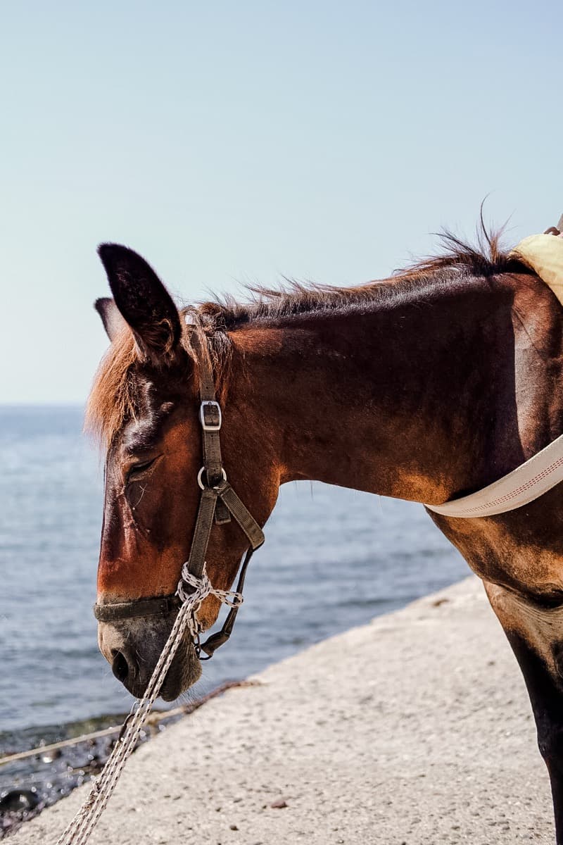 Maultier am Hafen von Alicudi, Gepäcktransport-Service