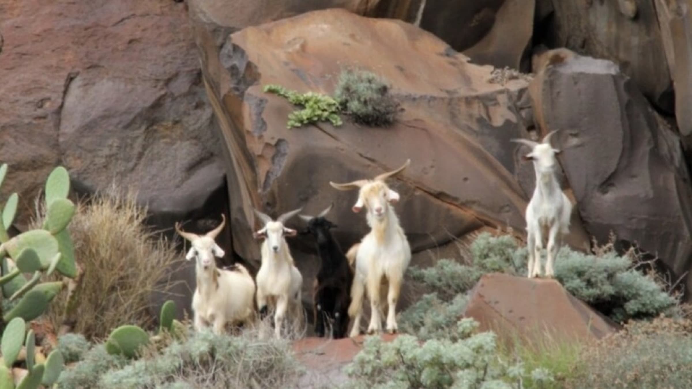 Le 600 capre di Alicudi