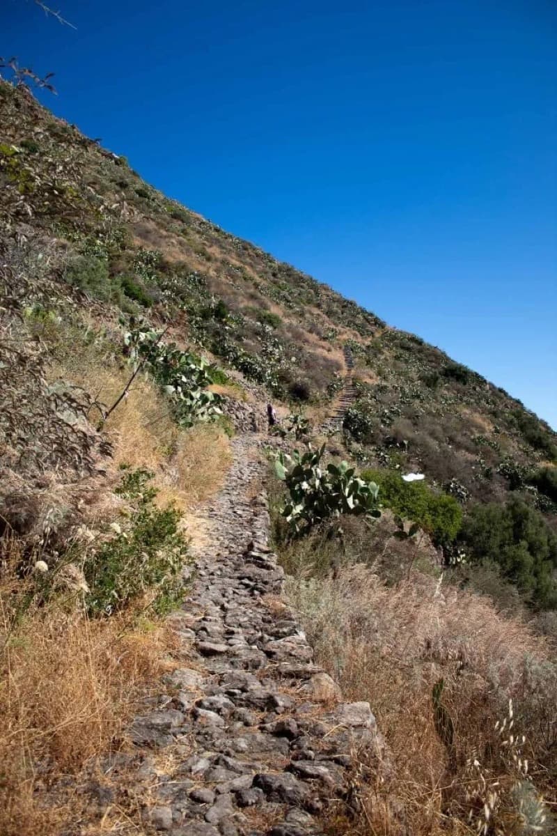 Un sentier muletier d'Alicudi, figuier de barbarie sur le côté