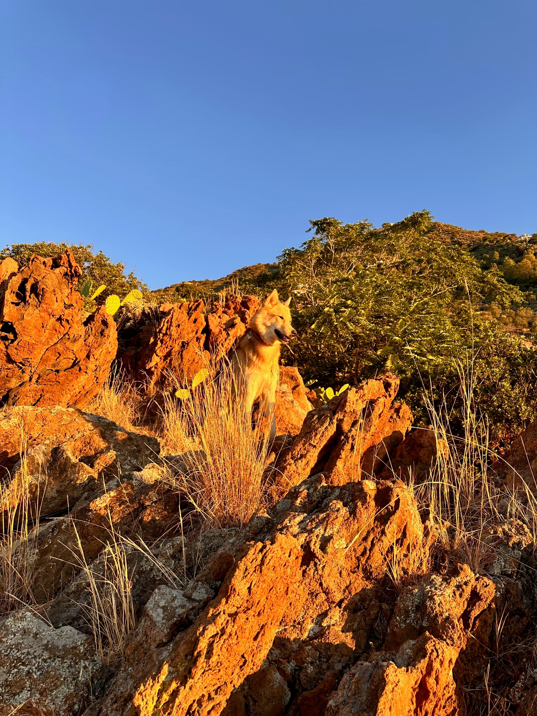 Husky auf den goldenen Vulkanfelsen von Alicudi bei Sonnenuntergang